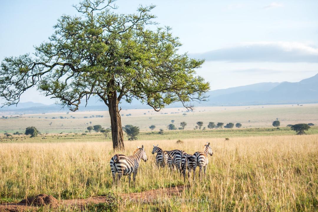 Kidepo Valley National Park Safari Experience